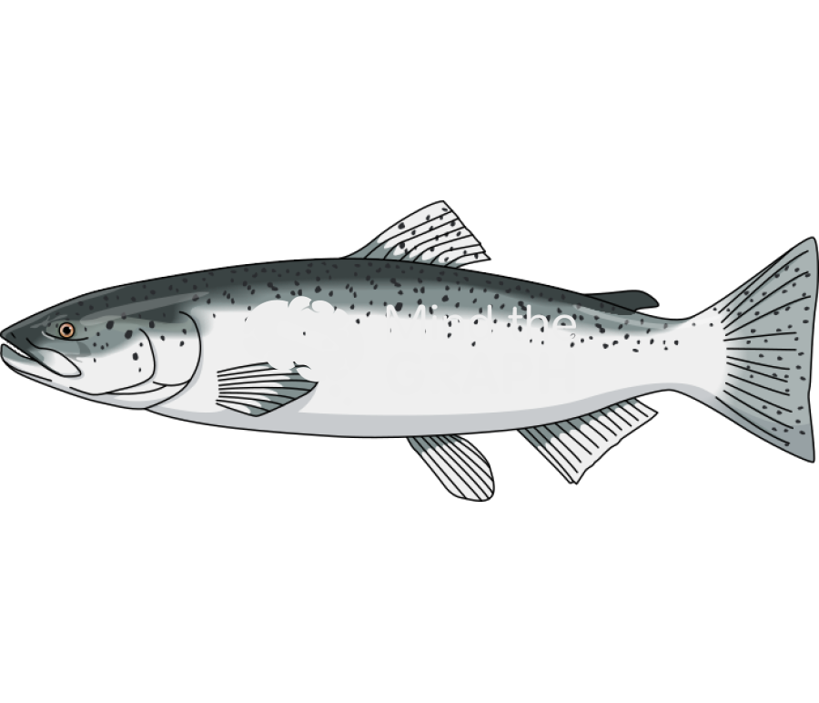 Salmon Icons, Symbols, Pictures, and Images