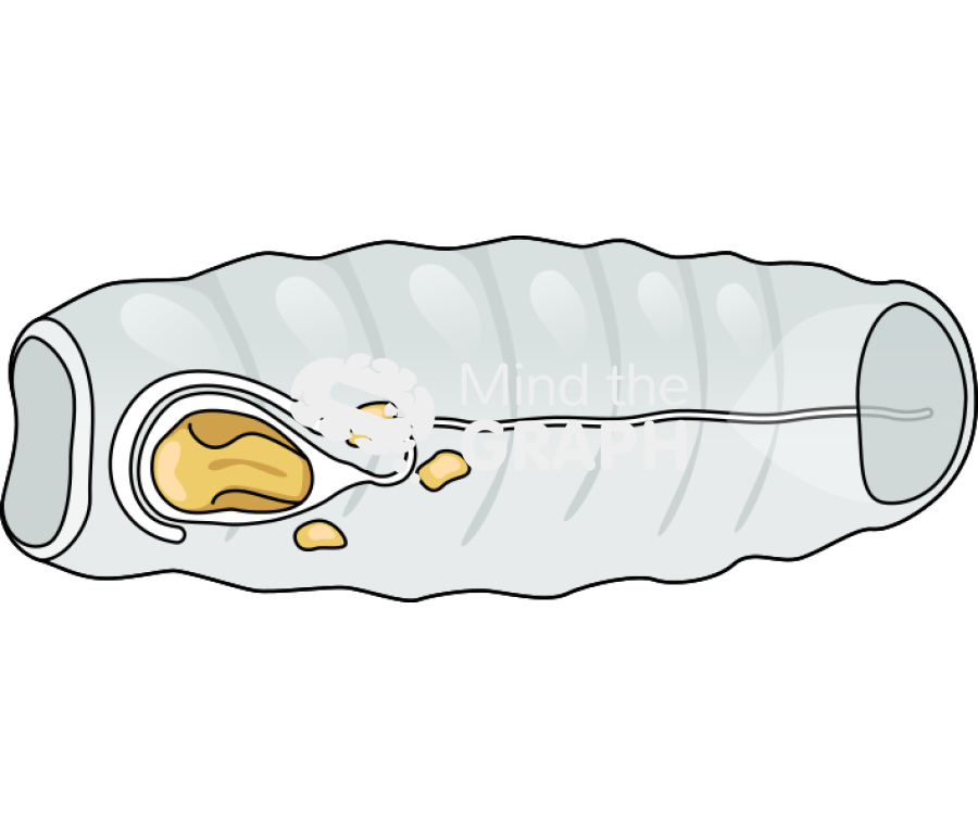 Salpa thompsoni lateral Icons, Symbols, Pictures, and Images