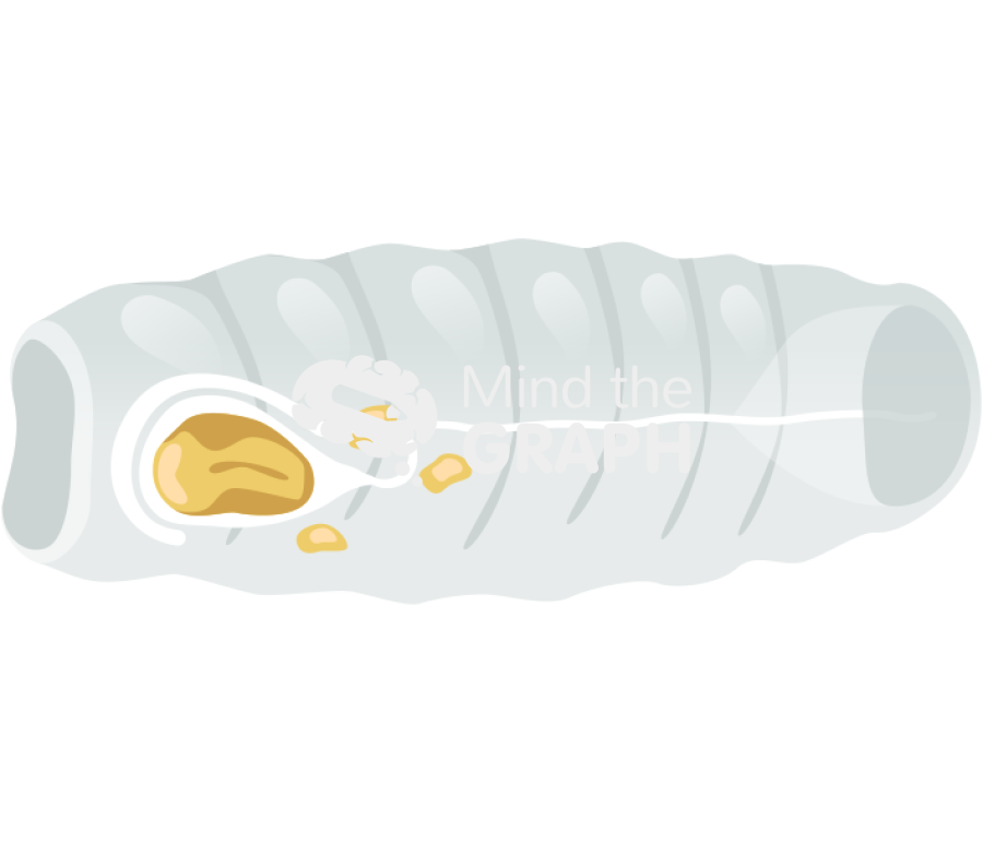 Salpa thompsoni lateral Icons, Symbols, Pictures, and Images