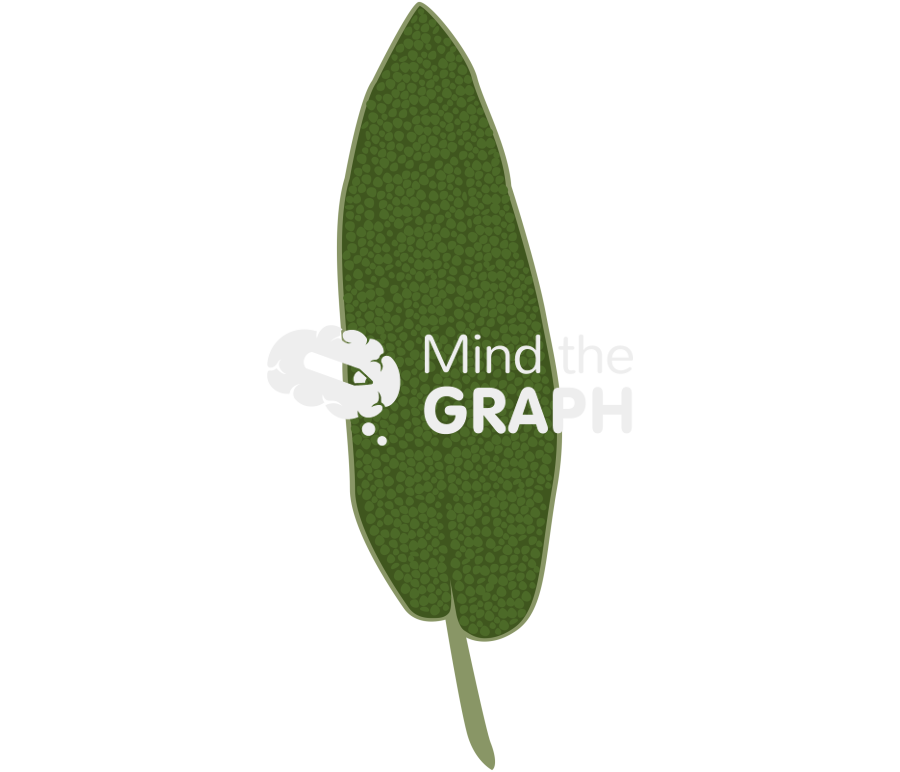 Salvia fruticosa greek sage leaf Icons, Symbols, Pictures, and Images