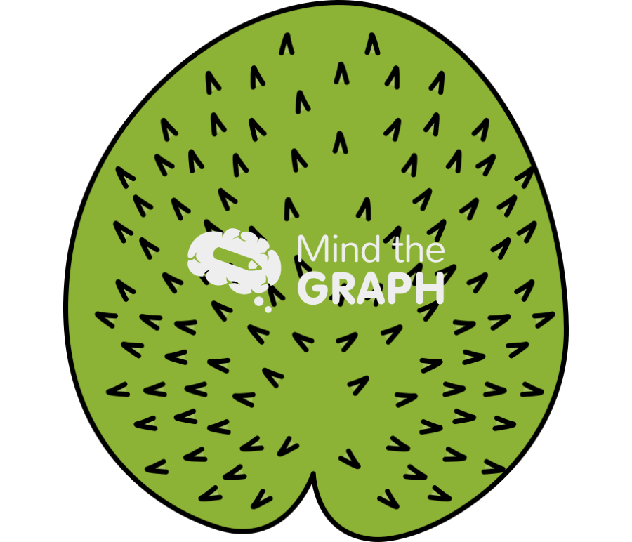 Salvinia leaf Icons, Symbols, Pictures, and Images