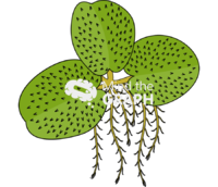 Salvinia molesta plantae Icons, Symbols, Pictures, and Images