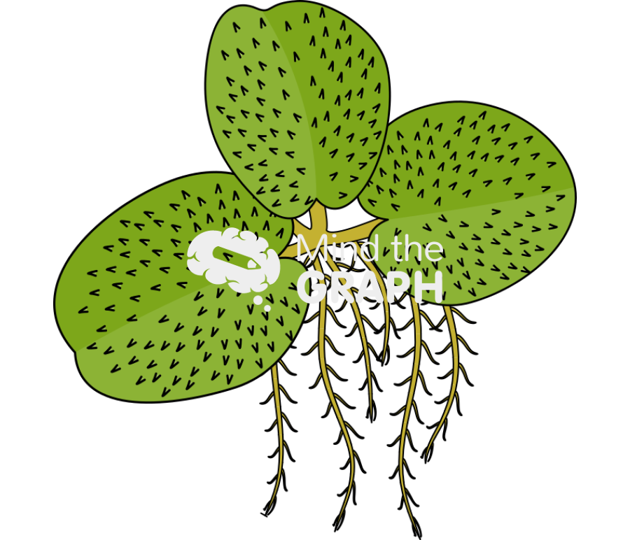 Salvinia molesta plantae Icons, Symbols, Pictures, and Images