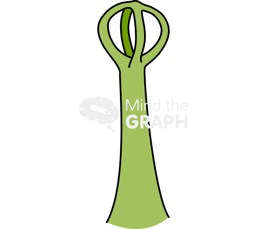 Salvinia trichomes 3 Icons, Symbols, Pictures, and Images