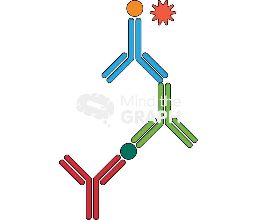 Sandwich elisa Icons, Symbols, Pictures, and Images