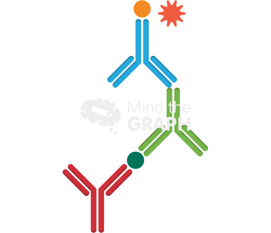 Sandwich elisa Icons, Symbols, Pictures, and Images