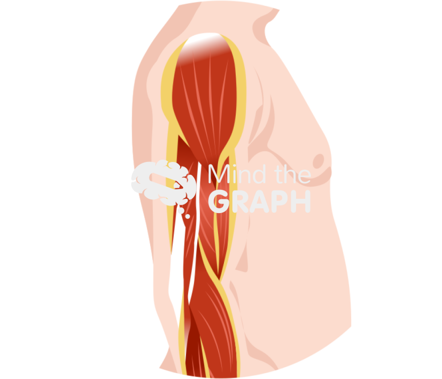 Sarcopenic arm muscle zoom Icons, Symbols, Pictures, and Images