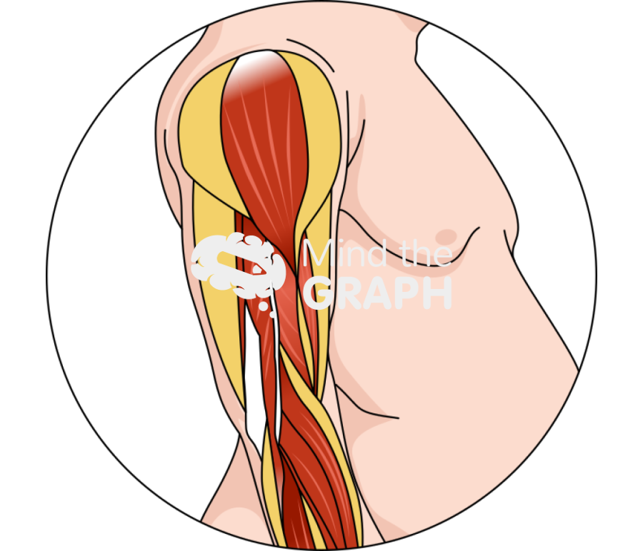 Sarcopenic obesity arm muscle zoom Icons, Symbols, Pictures, and Images