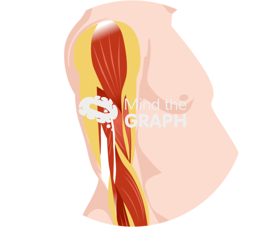 Sarcopenic obesity arm muscle zoom Icons, Symbols, Pictures, and Images