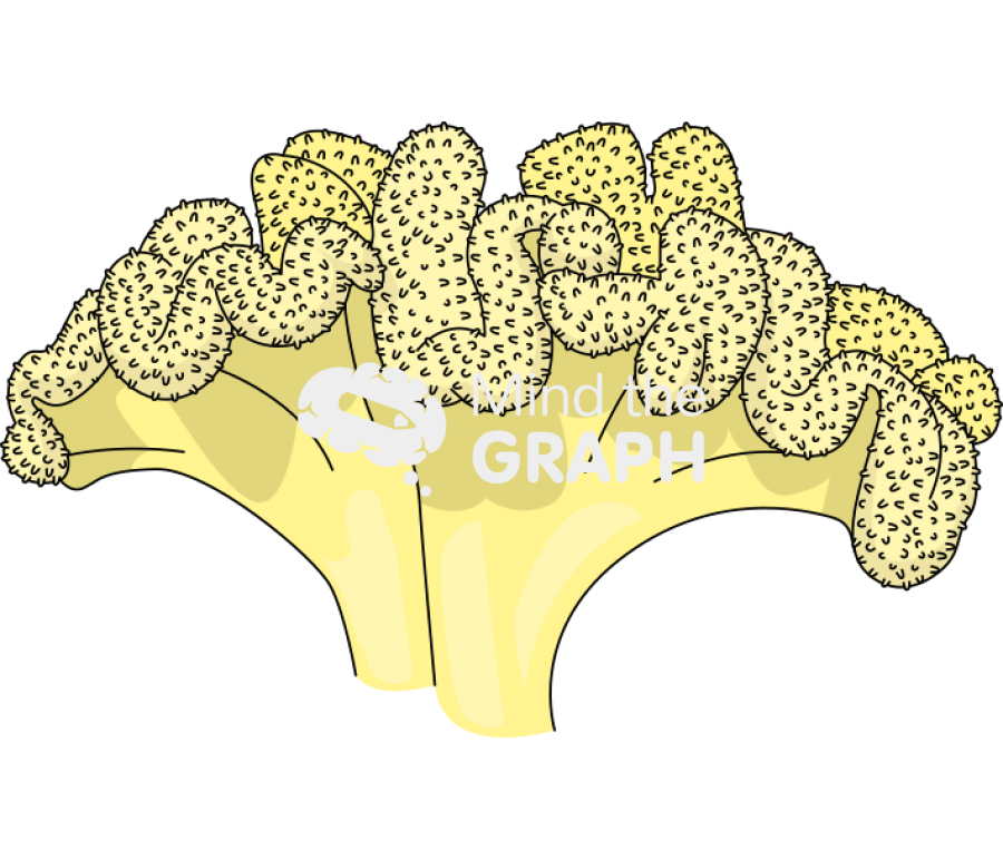 Sarcophyton glaucum leather coral Icons, Symbols, Pictures, and Images