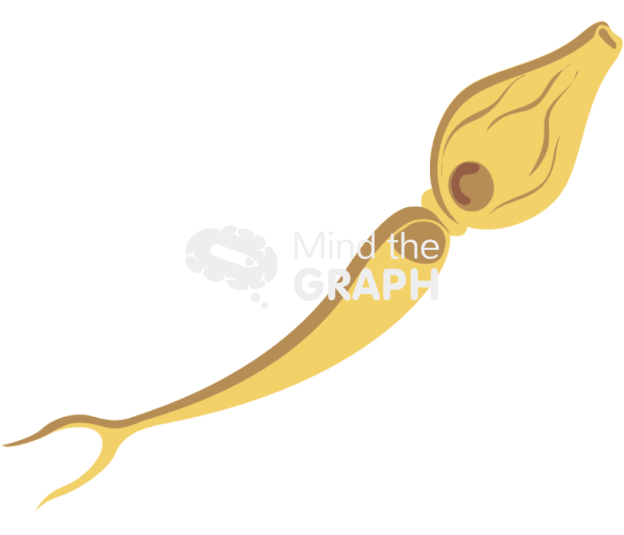 Schisotoma mansoni cercaria Icons, Symbols, Pictures, and Images