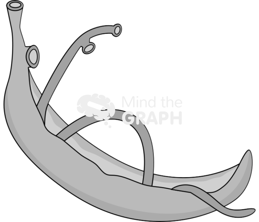 Schistosome adults Icons, Symbols, Pictures, and Images