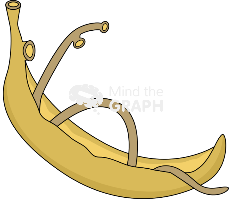 Schistosome adults Icons, Symbols, Pictures, and Images