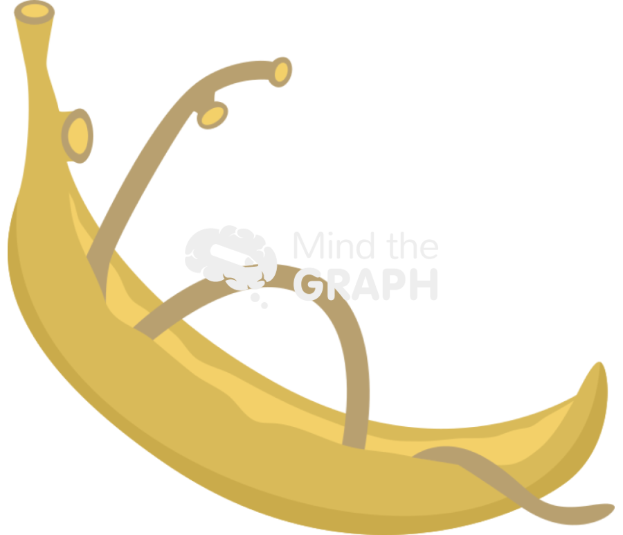 Schistosome adults Icons, Symbols, Pictures, and Images