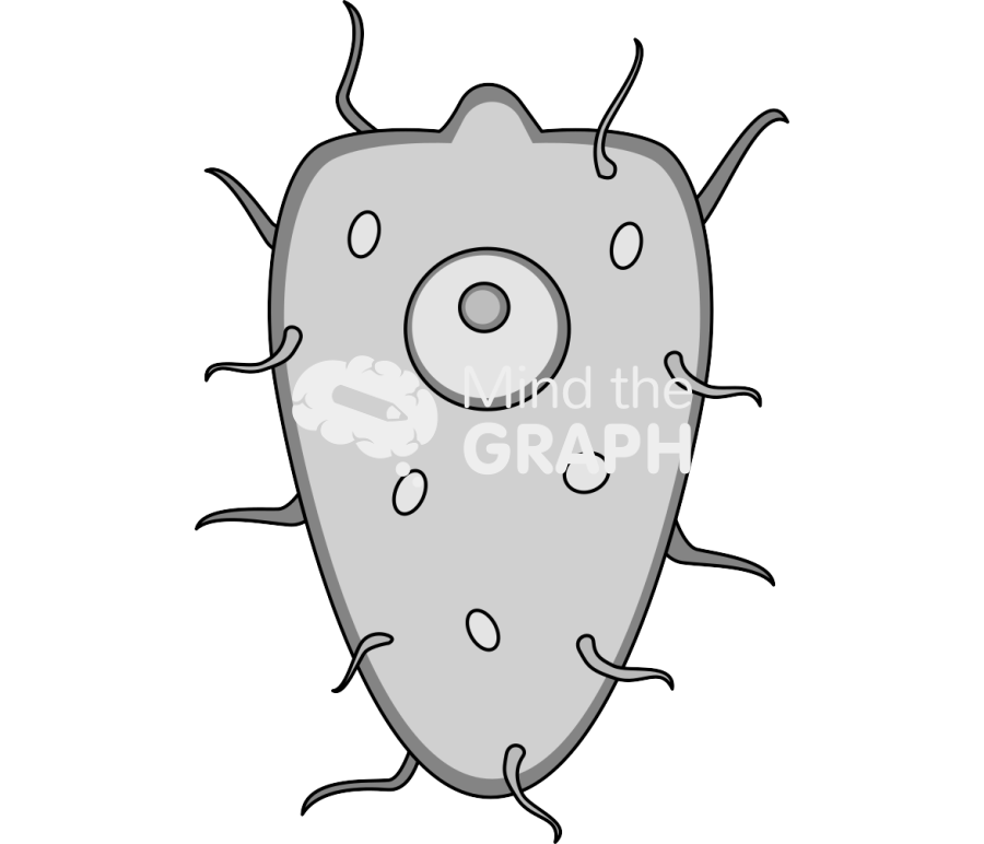 Schistosome miracidium Icons, Symbols, Pictures, and Images