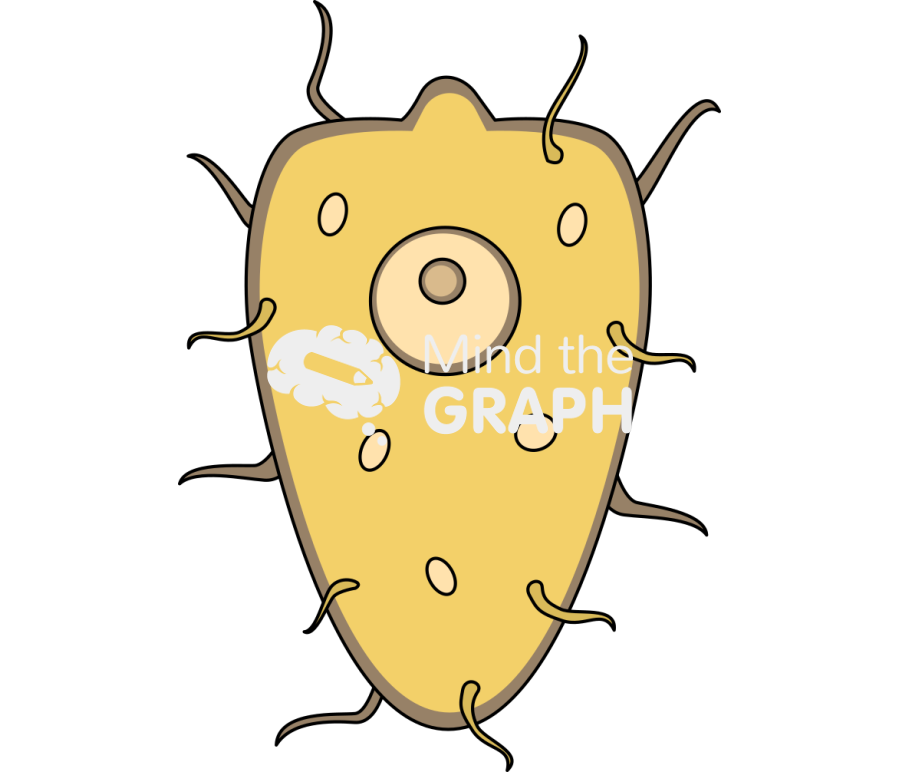 Schistosome miracidium Icons, Symbols, Pictures, and Images