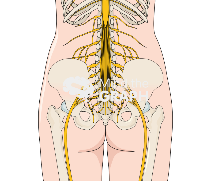 Sciatic nerve body full Icons, Symbols, Pictures, and Images
