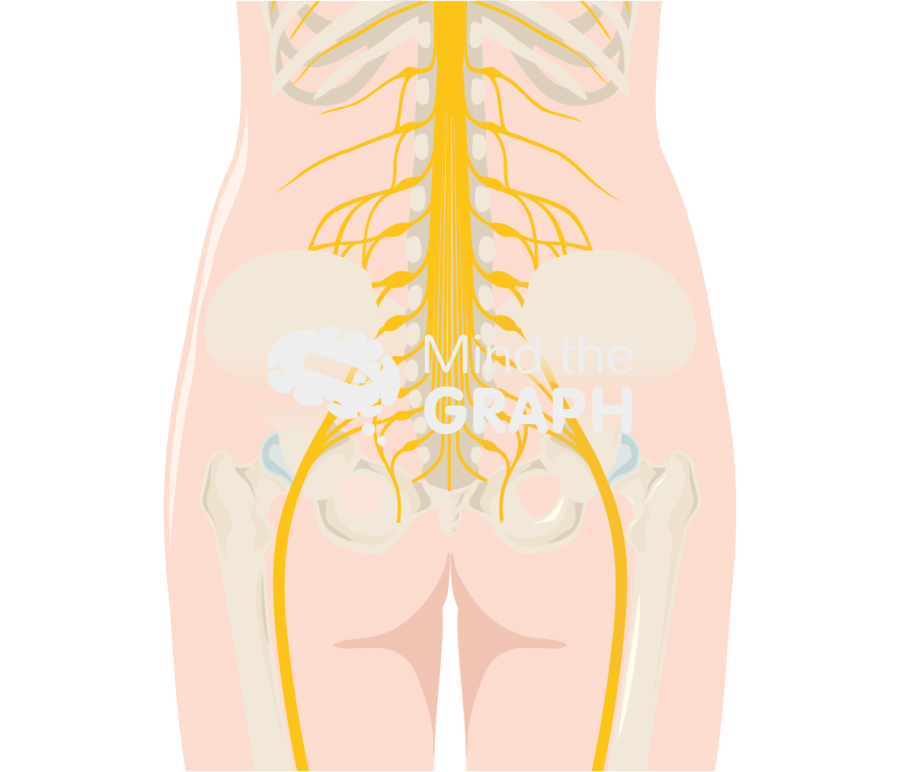 Sciatic nerve body full Icons, Symbols, Pictures, and Images