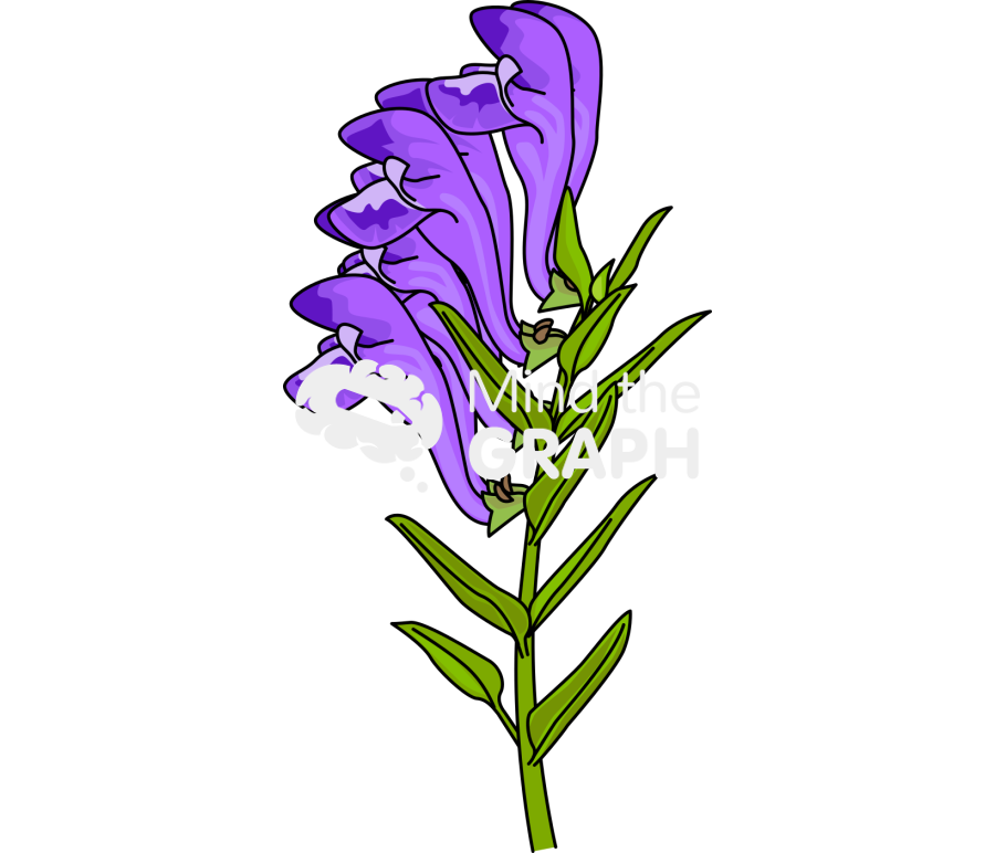 Scutellaria baicalensis georgi flower Icons, Symbols, Pictures, and Images