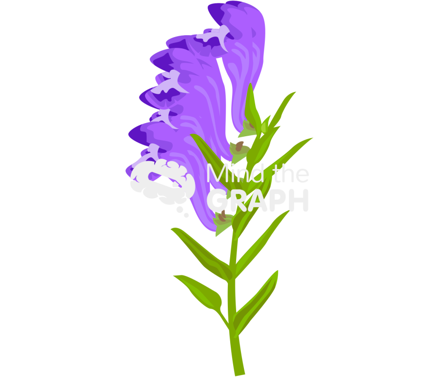 Scutellaria baicalensis georgi flower Icons, Symbols, Pictures, and Images