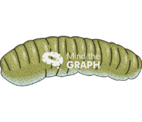 Sea cucumber holothuroidea Icons, Symbols, Pictures, and Images