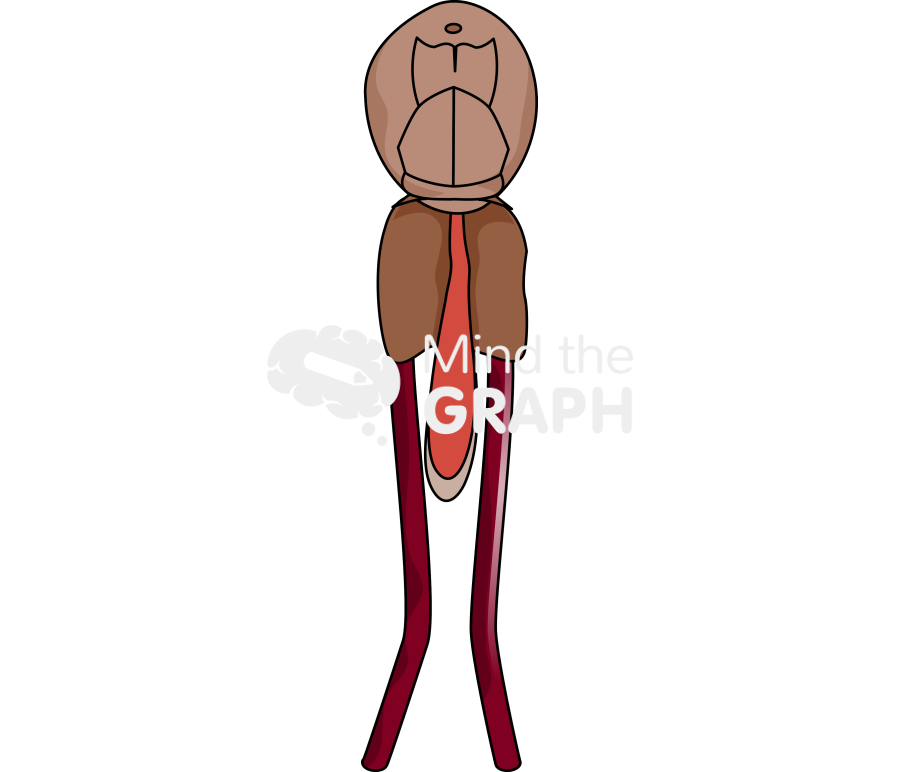 Sea lice female gravid Icons, Symbols, Pictures, and Images