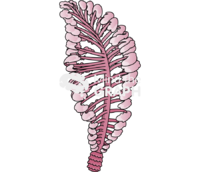 Sea pen virgularia gustaviana Icons, Symbols, Pictures, and Images