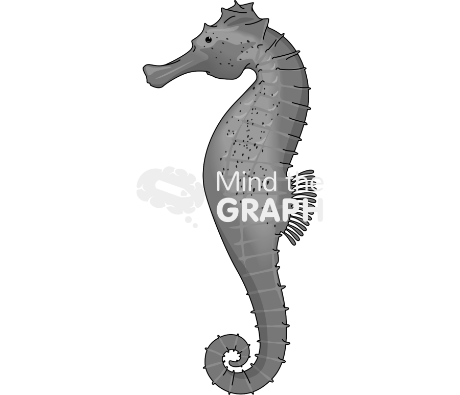 Seahorse Icons, Symbols, Pictures, and Images