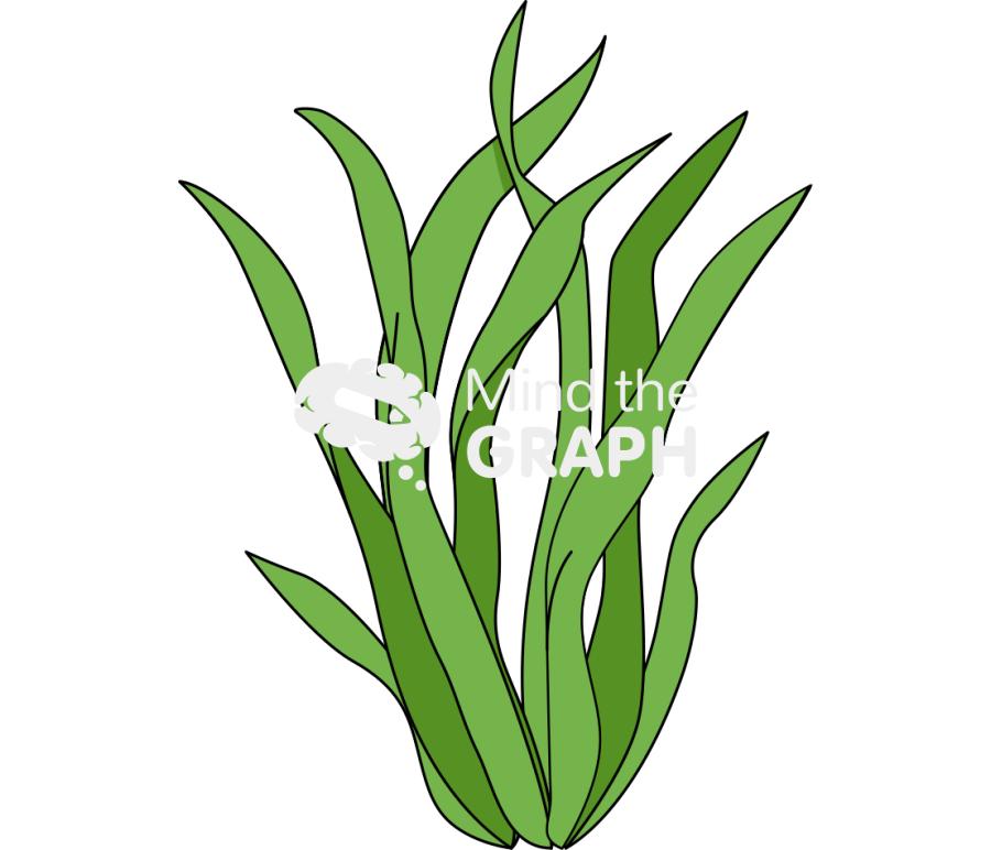 Seaweed Icons, Symbols, Pictures, and Images