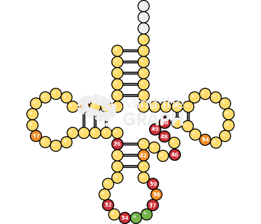 Secondary structure transfer rna trna numbered Icons, Symbols, Pictures, and Images