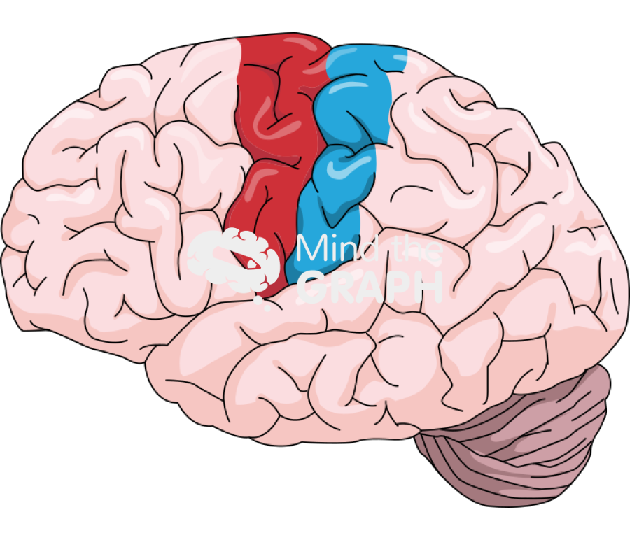 Sensorimotor cortex brain Icons, Symbols, Pictures, and Images