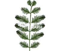Sequoia branch - Edit and Customize Icons of Sequoia branch Sequoia branch Icons, Symbols, Pictures, and Images