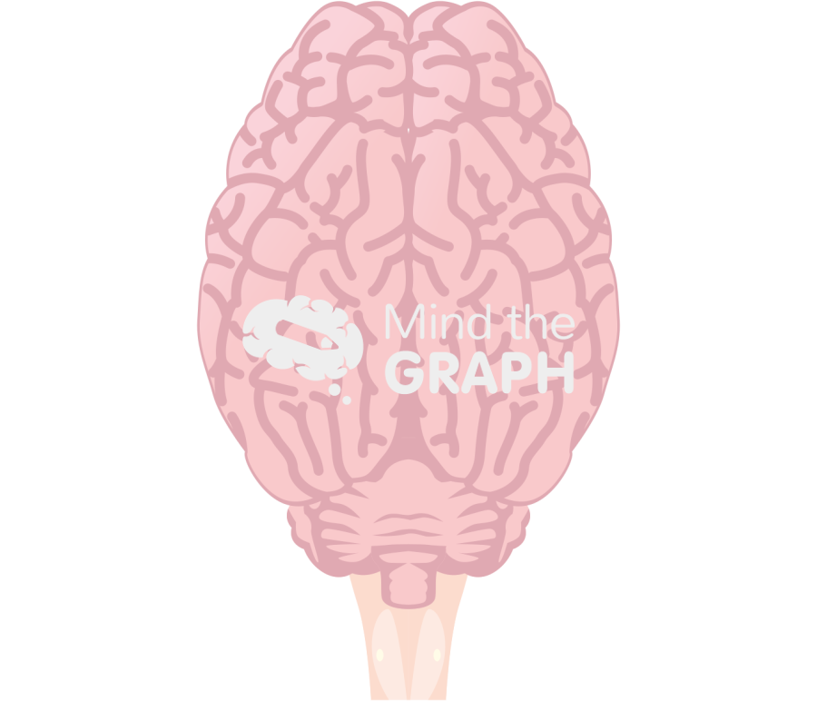 Sheep brain top Icons, Symbols, Pictures, and Images