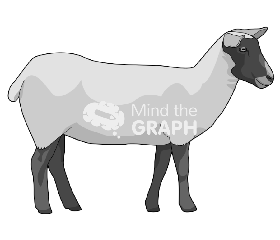 Sheep less fur Icons, Symbols, Pictures, and Images