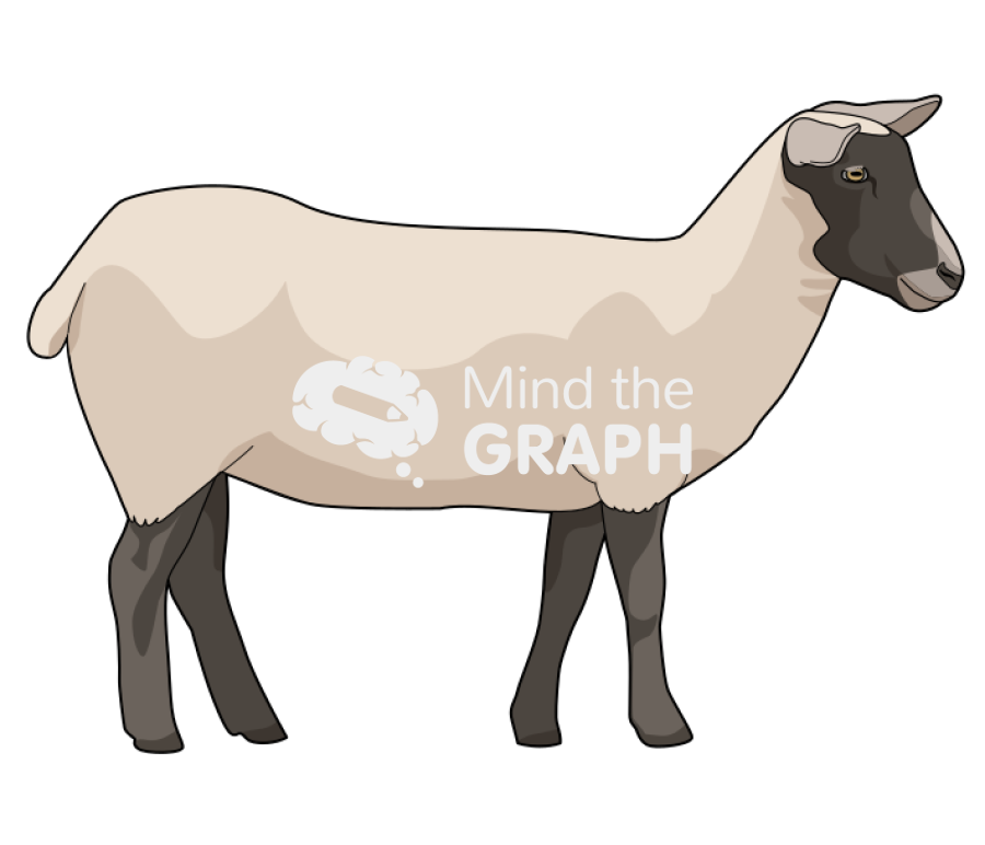 Sheep less fur Icons, Symbols, Pictures, and Images