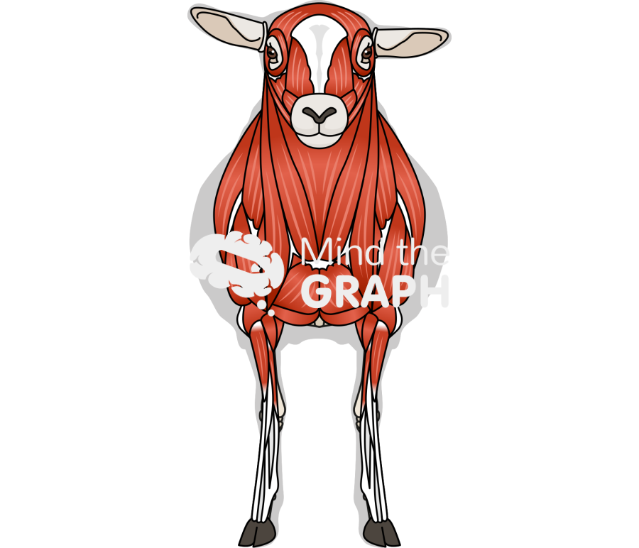 Sheep ovine muscular system front view Icons, Symbols, Pictures, and Images