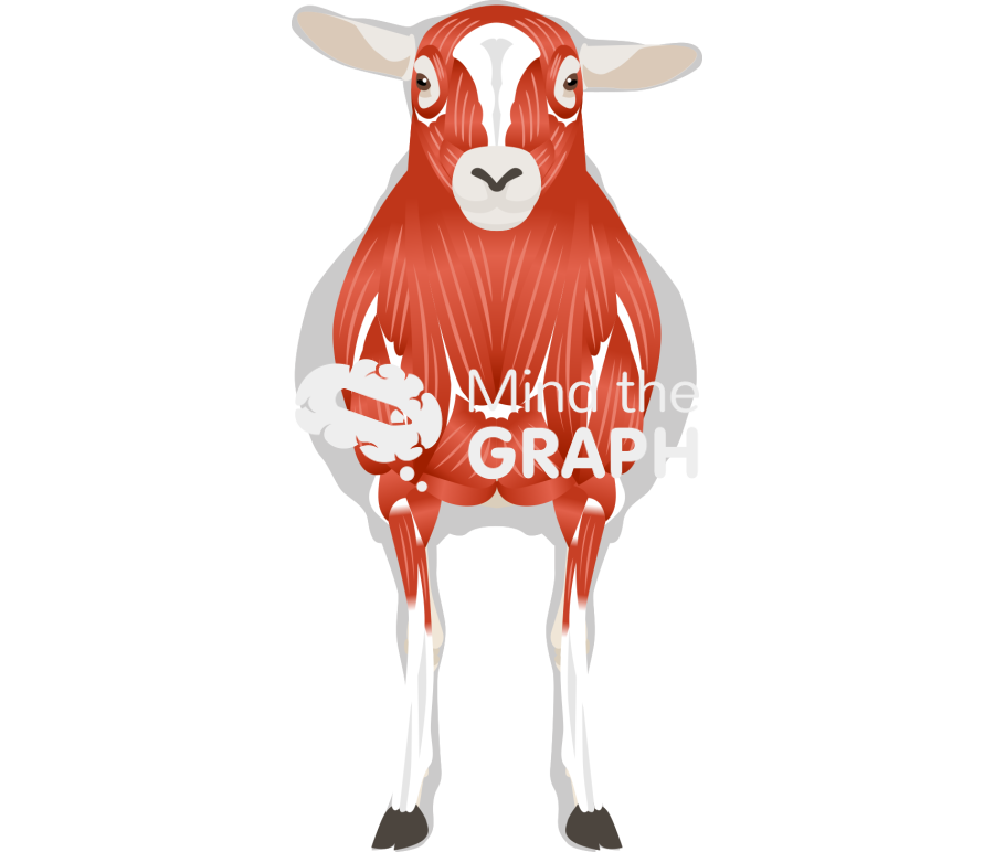 Sheep ovine muscular system front view Icons, Symbols, Pictures, and Images