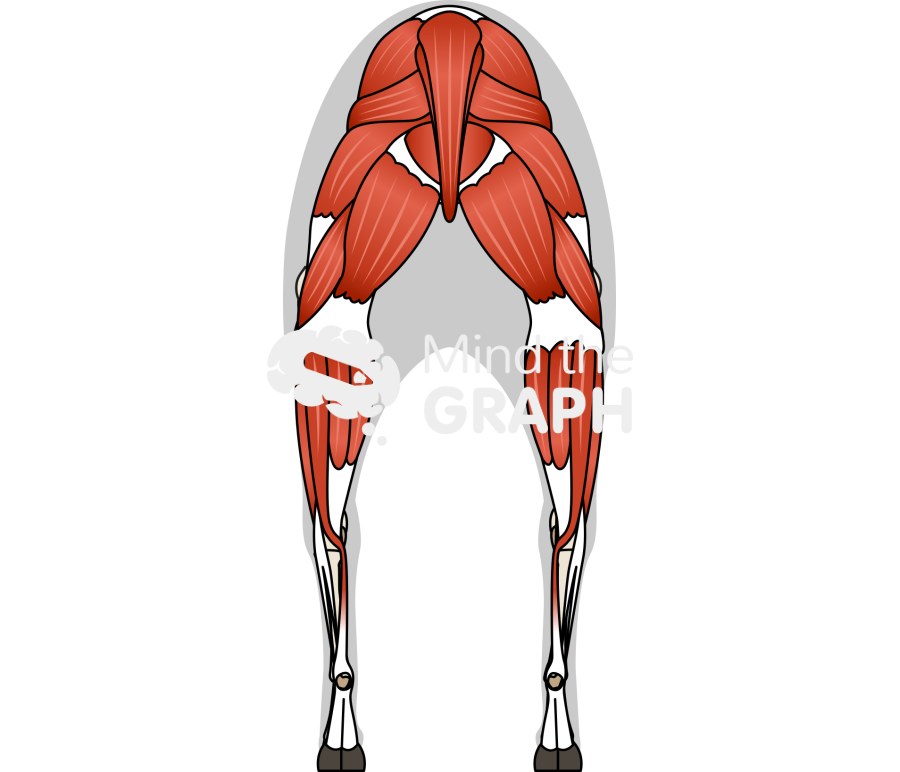 Sheep ovine muscular system rear view Icons, Symbols, Pictures, and Images