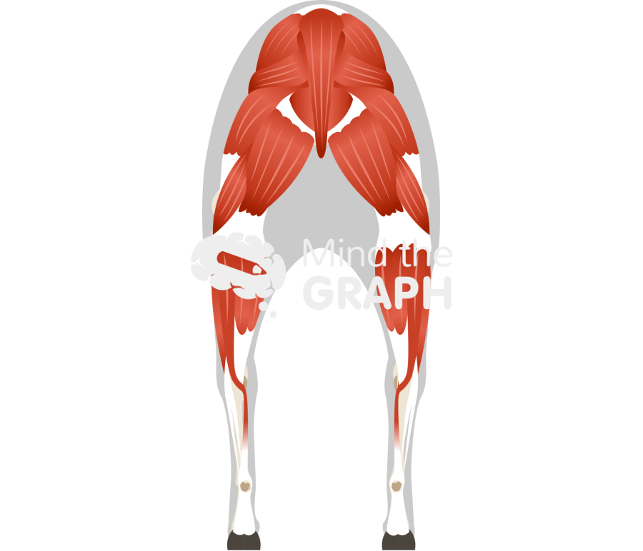 Sheep ovine muscular system rear view Icons, Symbols, Pictures, and Images