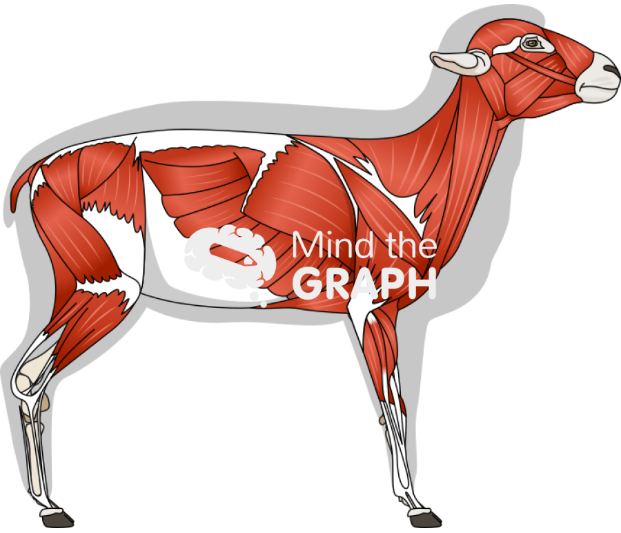 Sheep ovine muscular system side view Icons, Symbols, Pictures, and Images