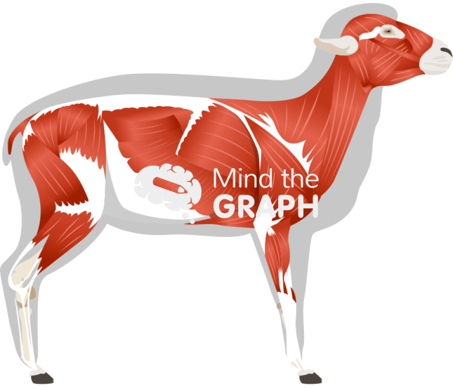 Sheep ovine muscular system side view Icons, Symbols, Pictures, and Images