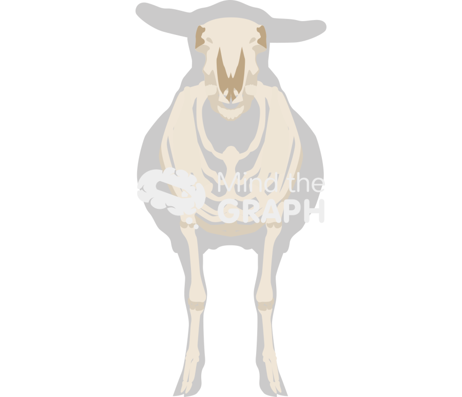 Sheep ovine skeleton front view Icons, Symbols, Pictures, and Images