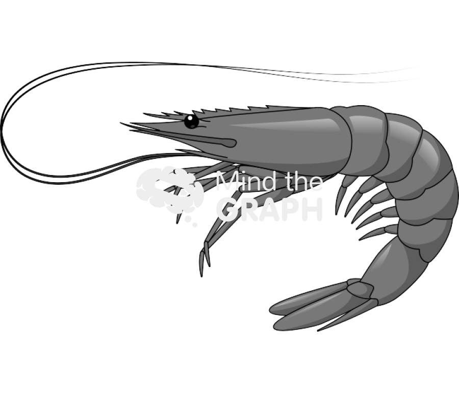 Shrimp Icons, Symbols, Pictures, and Images