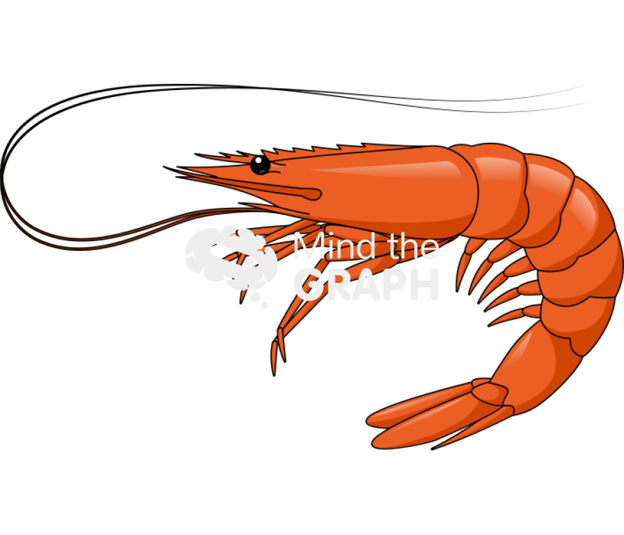 Shrimp Icons, Symbols, Pictures, and Images