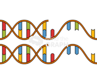 Single nucleotide polymorphism snp Icons, Symbols, Pictures, and Images