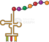 Single trna amino acids Icons, Symbols, Pictures, and Images