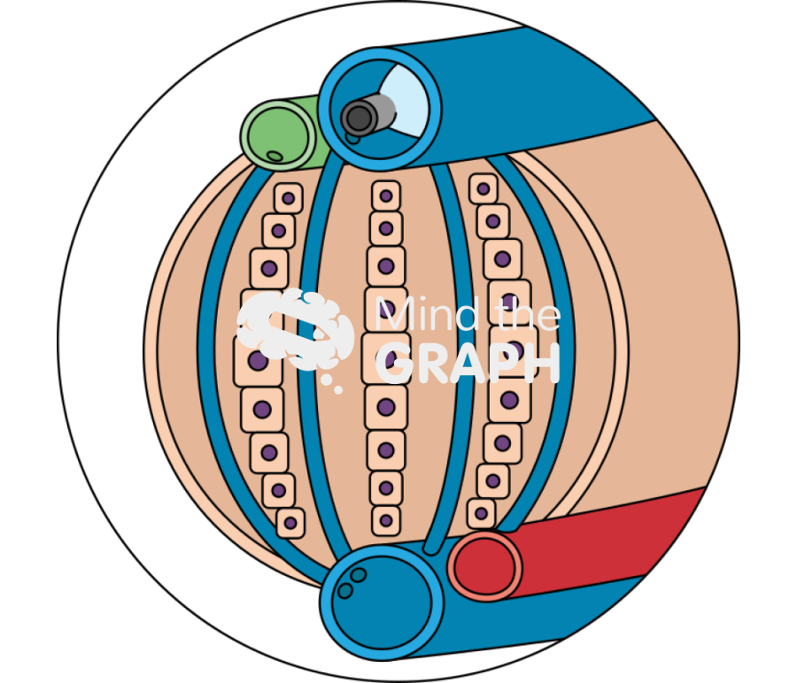 Sinusoid portal pressure cirrhotic liver measurement zoom Icons, Symbols, Pictures, and Images