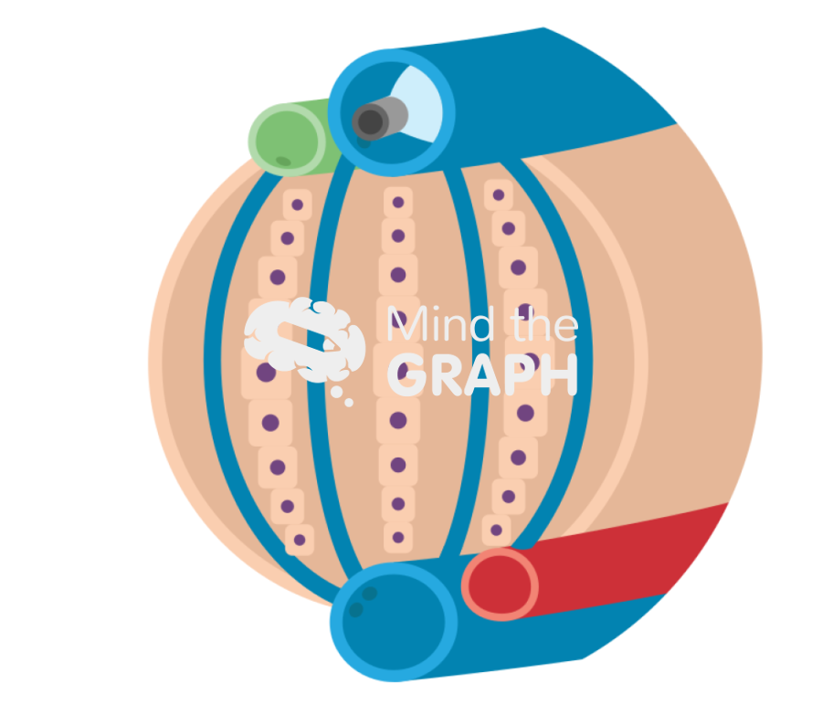 Sinusoid portal pressure cirrhotic liver measurement zoom Icons, Symbols, Pictures, and Images