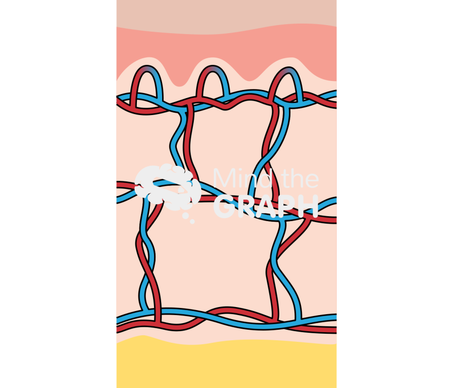 Skin blood vessels Icons, Symbols, Pictures, and Images
