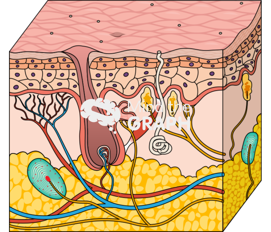 Skin epidermis dermis subcutaneous structure 2 Icons, Symbols, Pictures, and Images